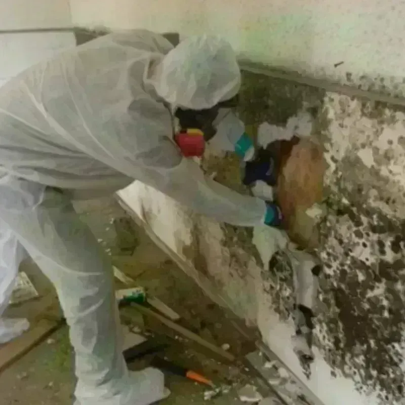 Mold Remediation and Removal in Cortland, NY